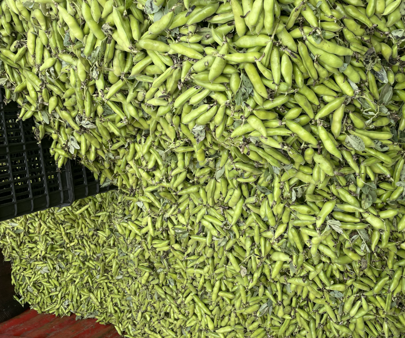 精装白皮胡豆颗粒饱满大量上市专业代收代办