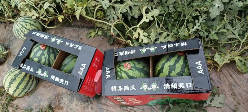 【西瓜】安徽美都西瓜大量上市中基地直供品质保证可视频看货