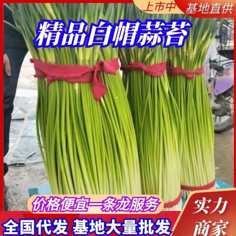 淮阳精品白帽蒜苔红帽蒜薹大量供应产区直供专业代办