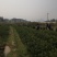 脆蜜金桔苗：现起现发，基地直供，支持全国各地发货