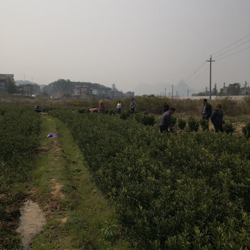 脆蜜金桔苗：现起现发，基地直供，支持全国各地发货