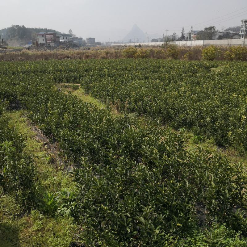 脆蜜金桔苗：现起现发，基地直供，支持全国各地发货