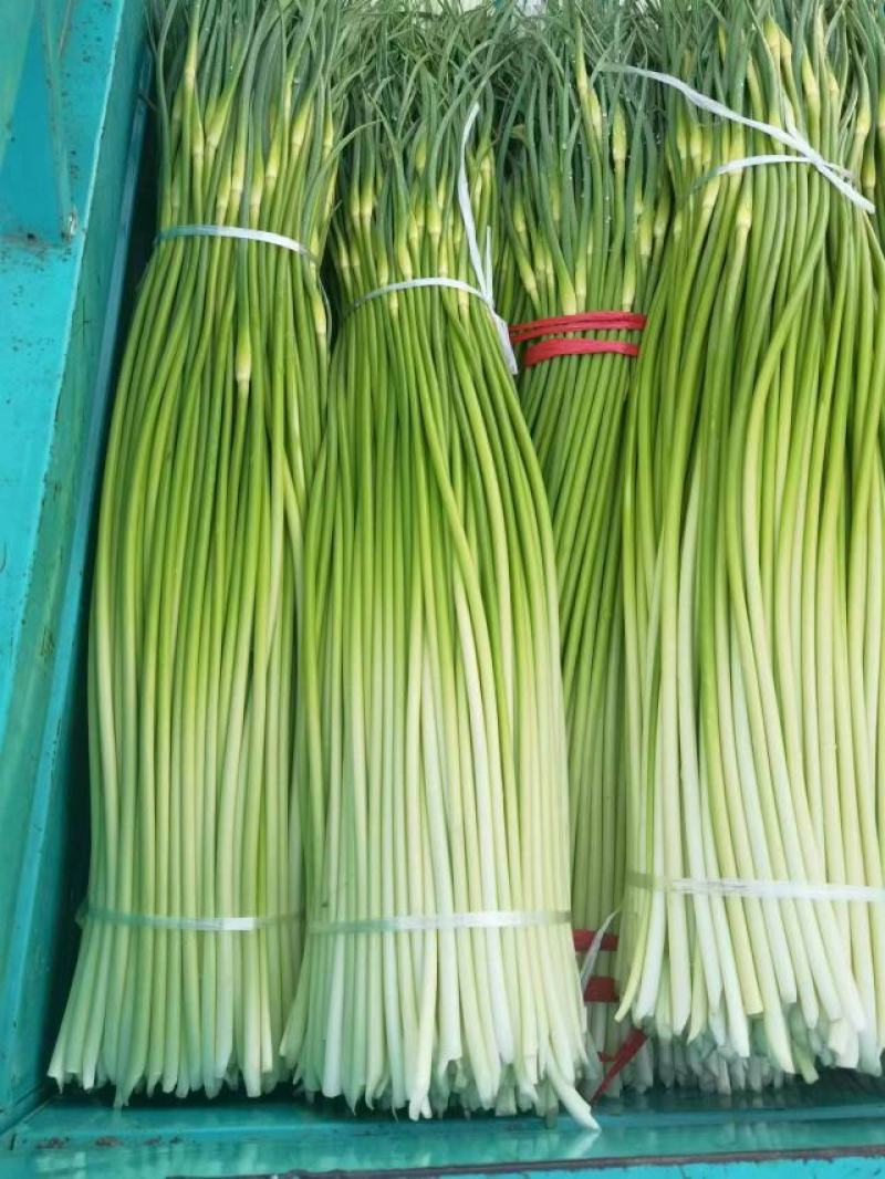 淮阳精品白帽蒜苔红帽蒜薹大量供应产区直供专业代办