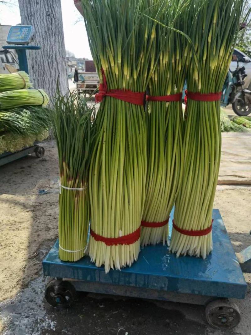 淮阳精品白帽蒜苔红帽蒜薹大量供应产区直供专业代办