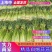 淮阳精品白帽蒜苔红帽蒜薹大量供应产区直供专业代办