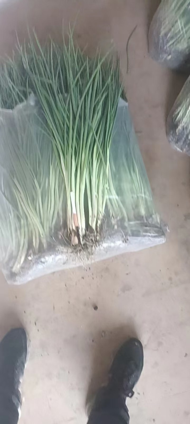 精品小葱大量上市中货源充足支持全国各地发货