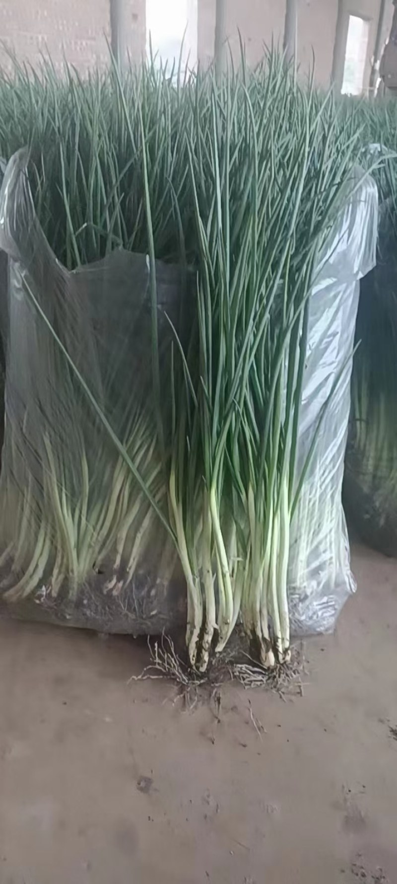 精品小葱大量上市中货源充足支持全国各地发货