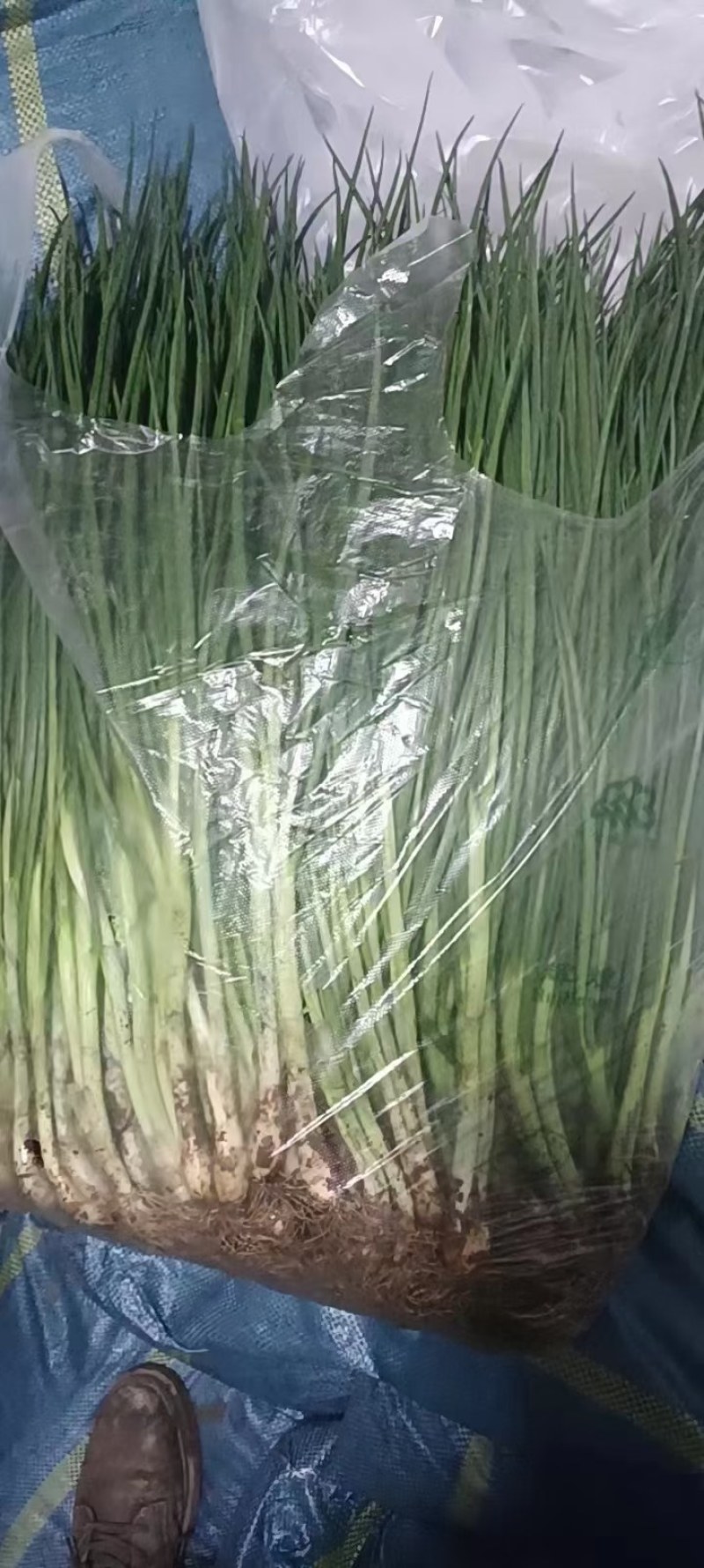 精品小葱大量上市中货源充足支持全国各地发货