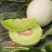 【玉菇】玉菇甜瓜大量上市，货源充足，量大从优，全国发货