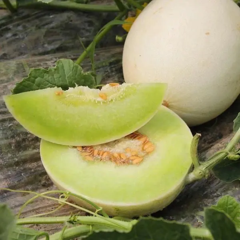 【玉菇】玉菇甜瓜大量上市，货源充足，量大从优，全国发货