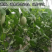 【玉菇】玉菇甜瓜大量上市，货源充足，量大从优，全国发货