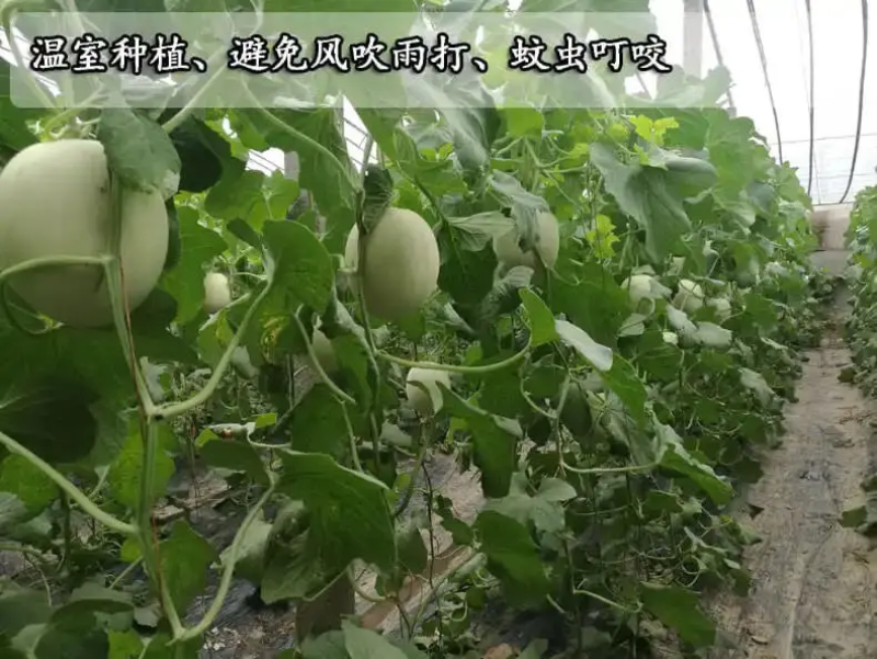 【玉菇】玉菇甜瓜大量上市，货源充足，量大从优，全国发货