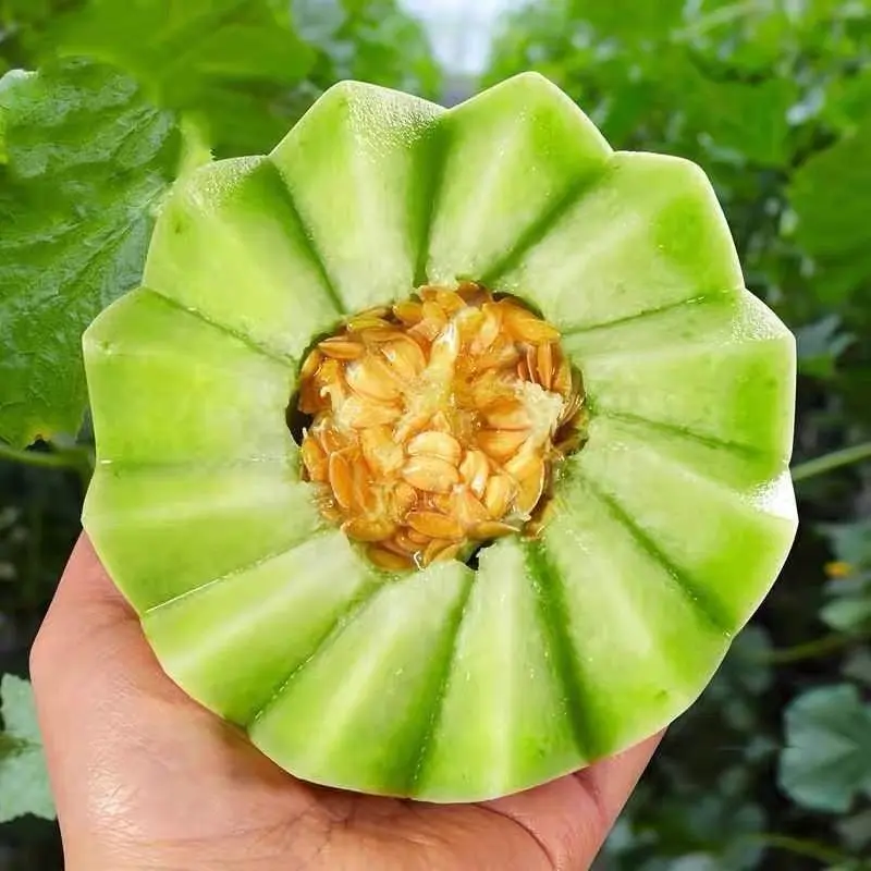 【玉菇】玉菇甜瓜大量上市，货源充足，量大从优，全国发货