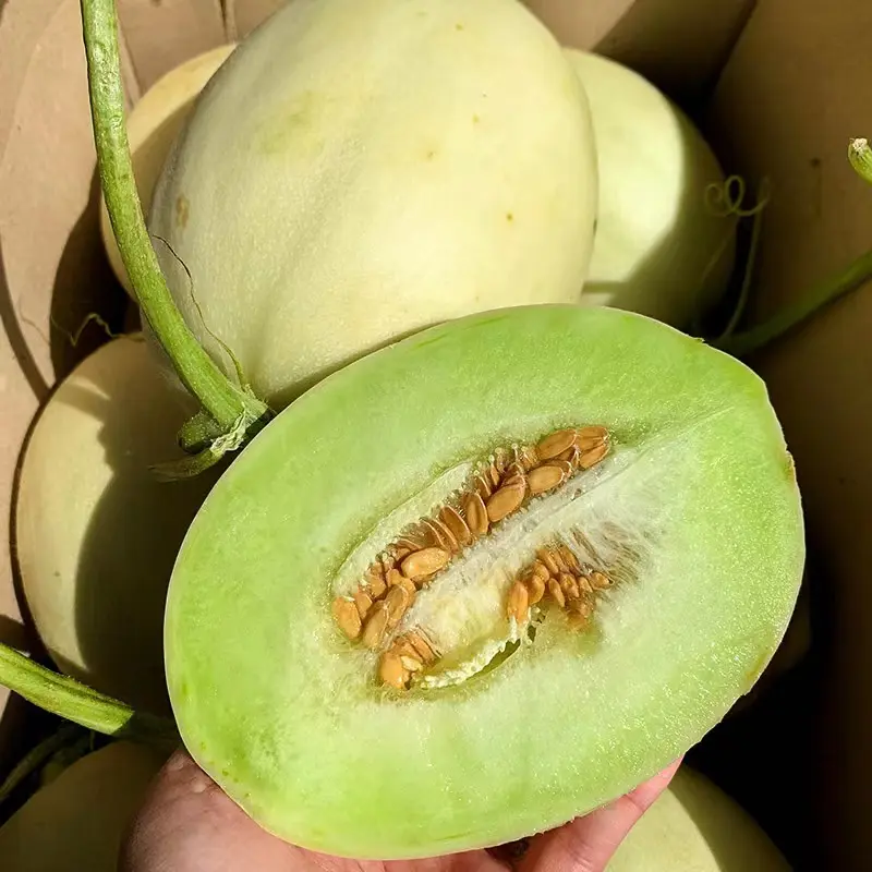 【玉菇】玉菇甜瓜大量上市，货源充足，量大从优，全国发货