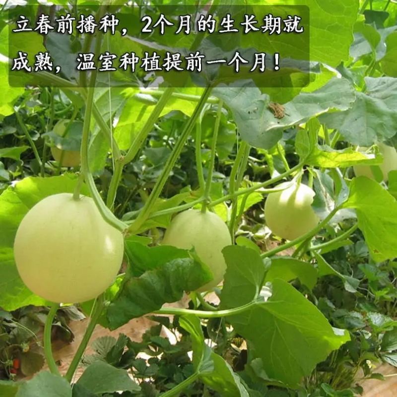 【玉菇】玉菇甜瓜大量上市，货源充足，量大从优，全国发货