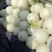【玉菇】玉菇甜瓜大量上市，货源充足，量大从优，全国发货