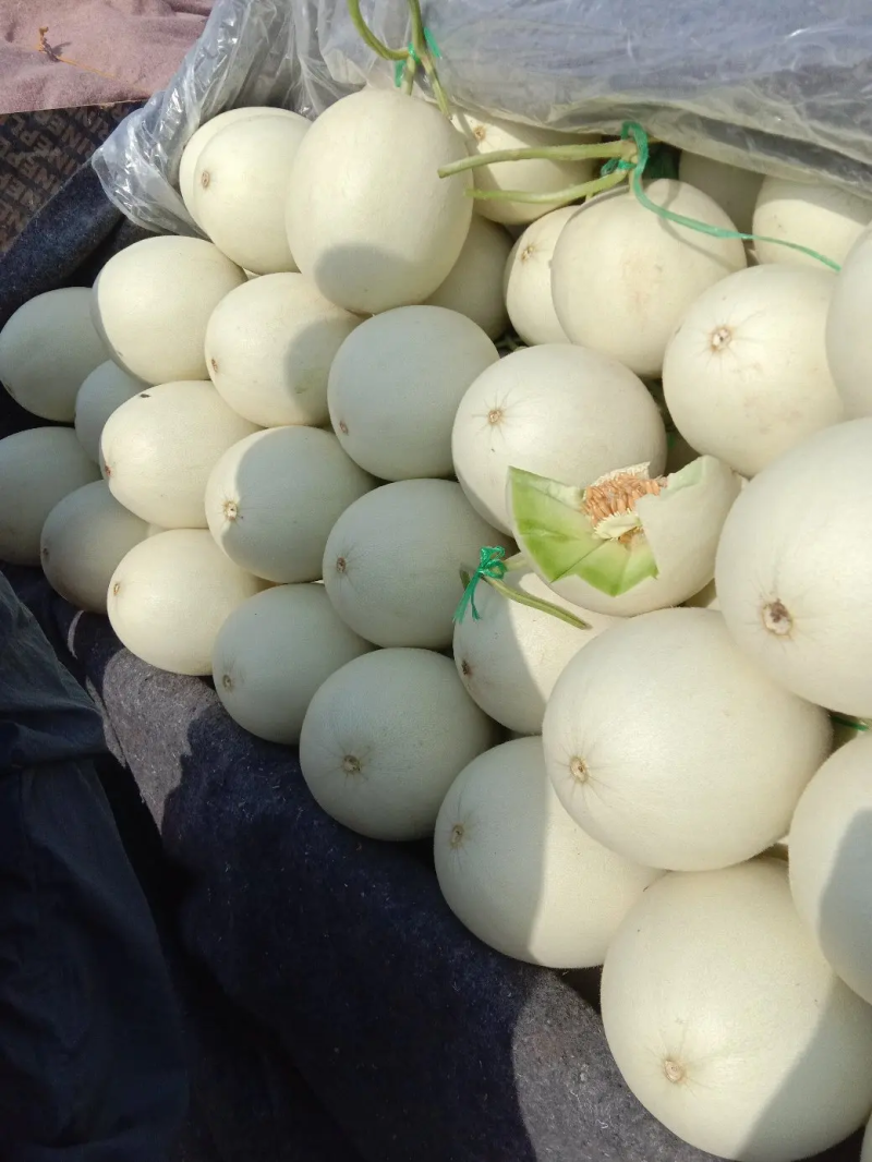 【玉菇】玉菇甜瓜大量上市，货源充足，量大从优，全国发货