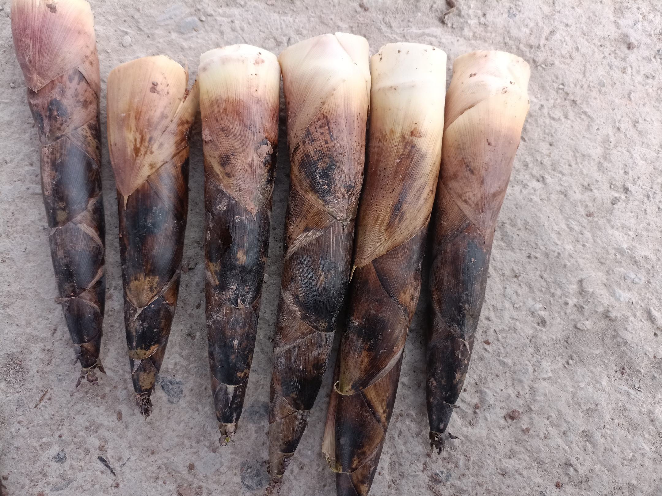 竹笋与其他蔬菜营养对比图