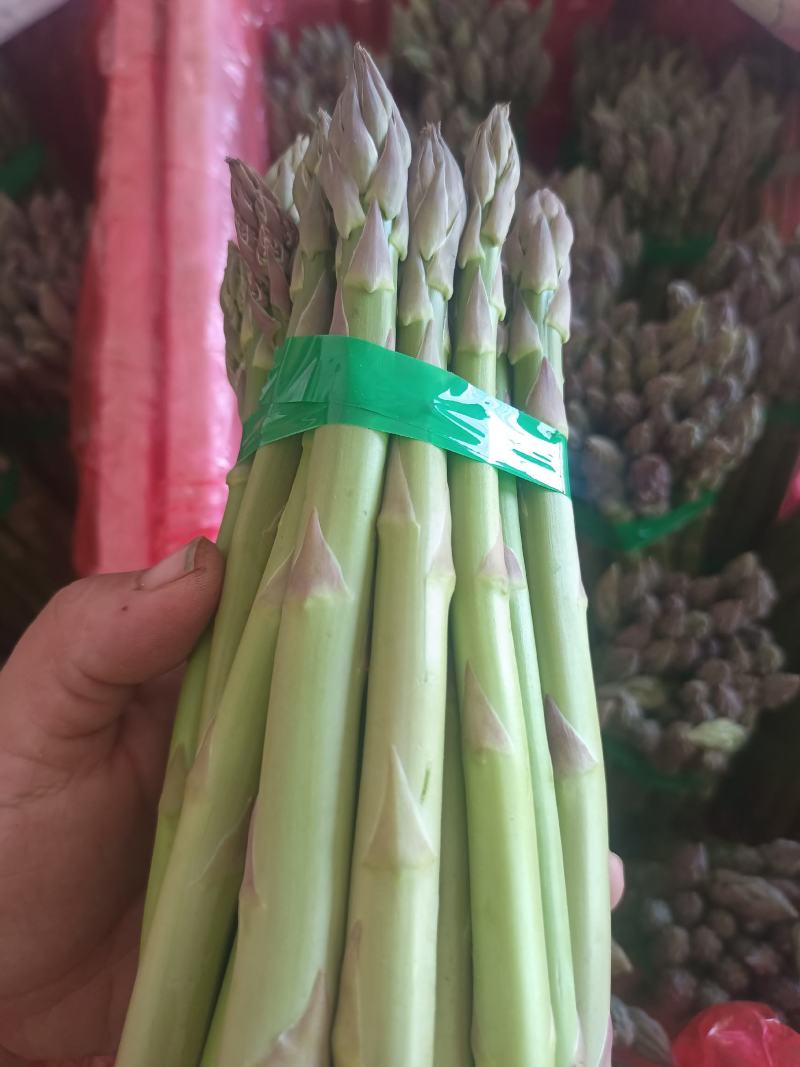 刚进入采摘期的芦笋，欢迎新老客户订货