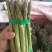 刚进入采摘期的芦笋，欢迎新老客户订货
