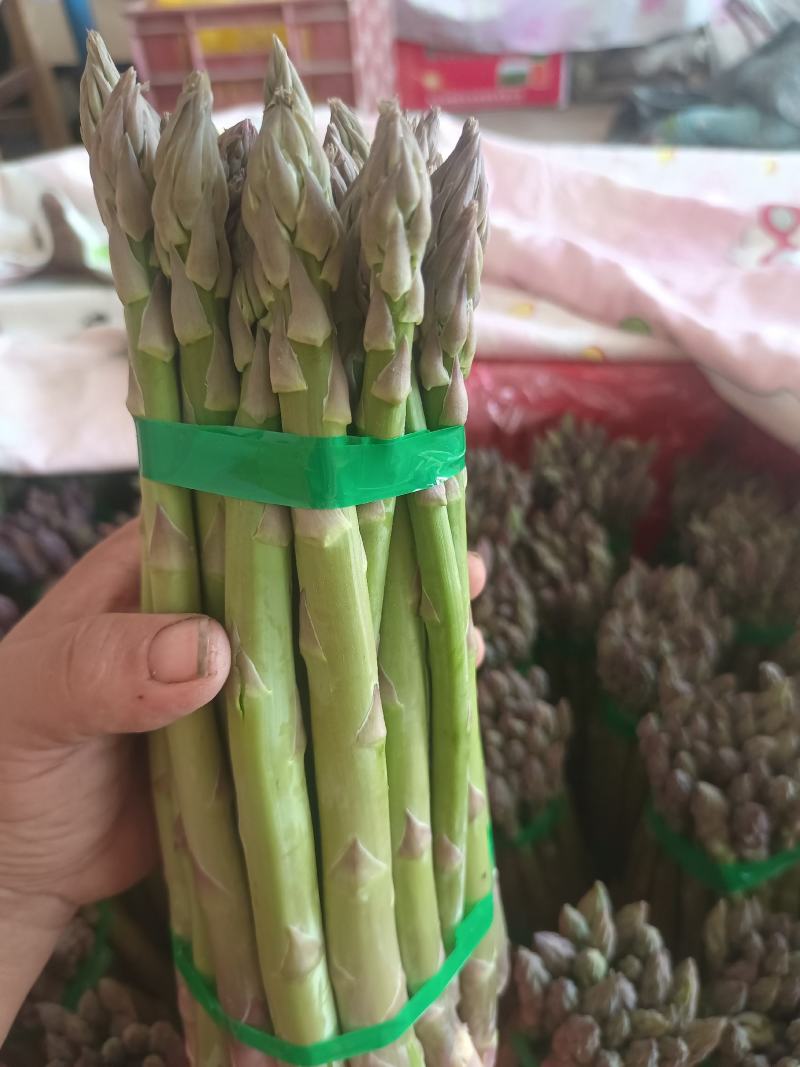 刚进入采摘期的芦笋，欢迎新老客户订货