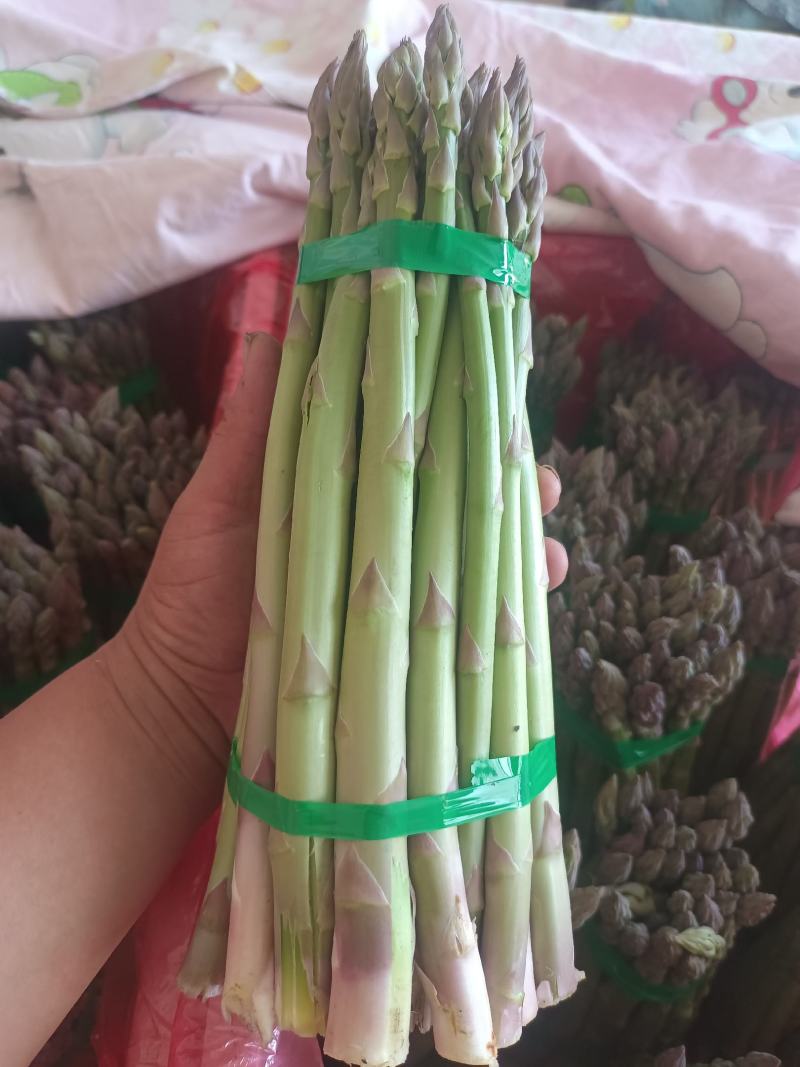 刚进入采摘期的芦笋，欢迎新老客户订货