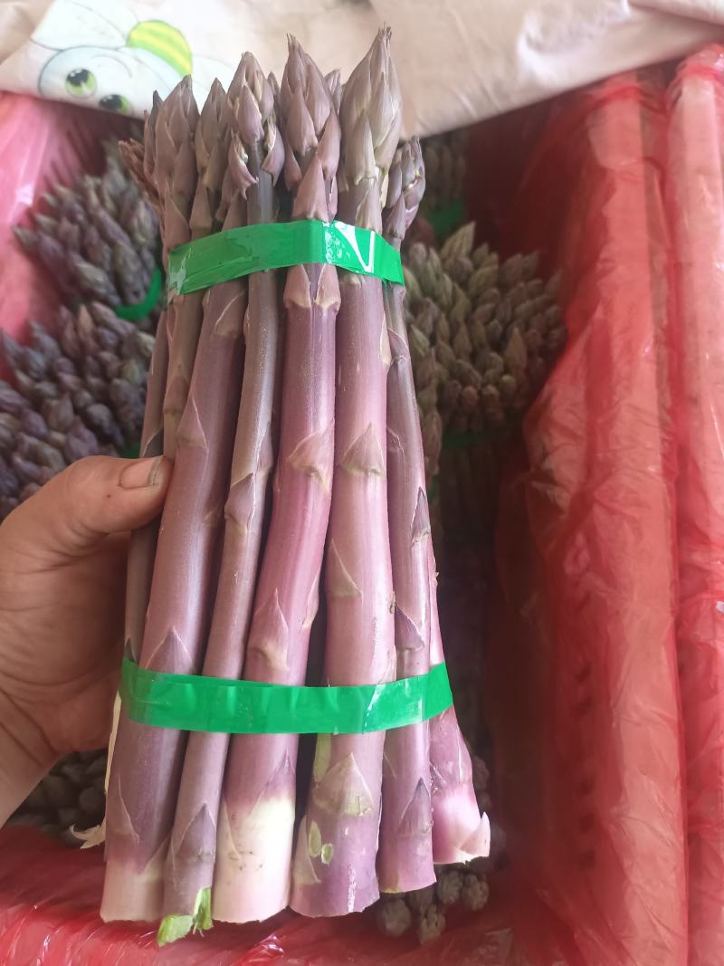 刚进入采摘期的芦笋，欢迎新老客户订货