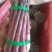 刚进入采摘期的芦笋，欢迎新老客户订货