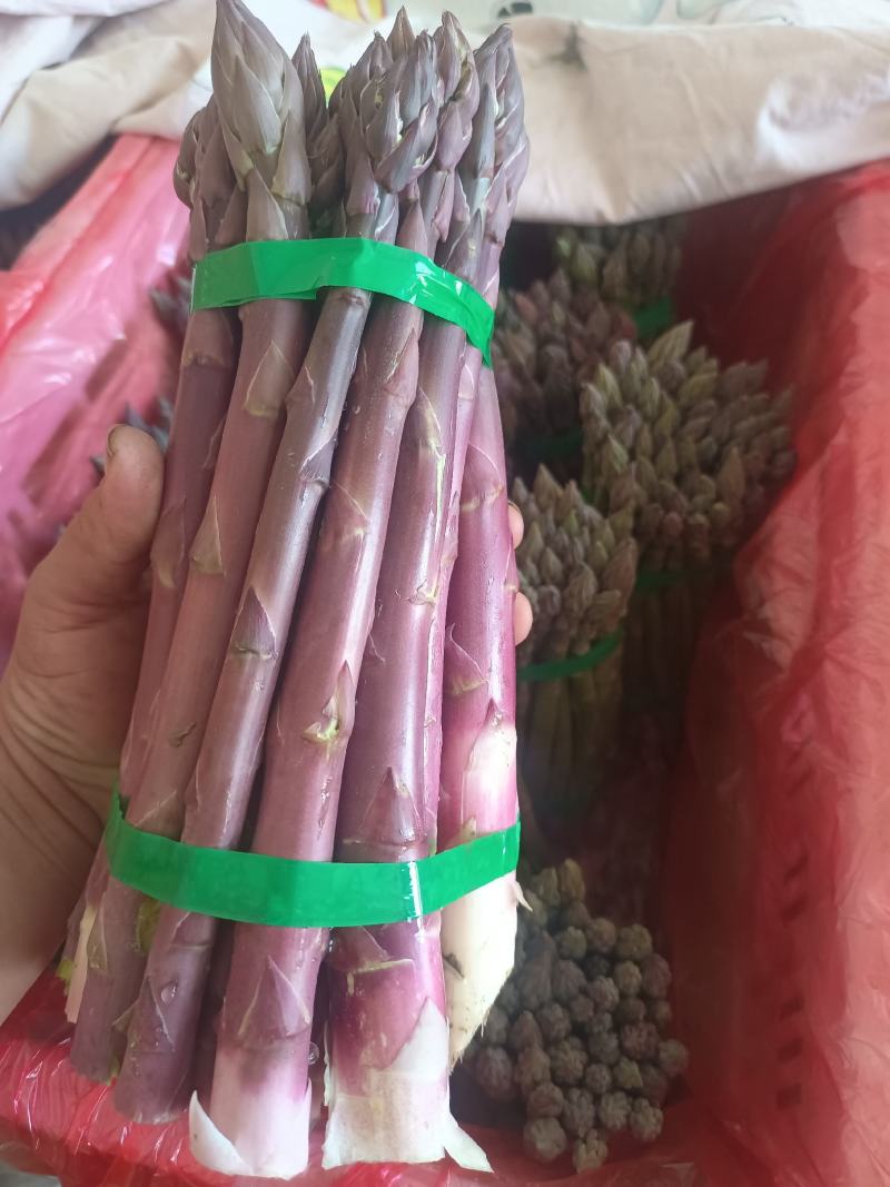 刚进入采摘期的芦笋，欢迎新老客户订货