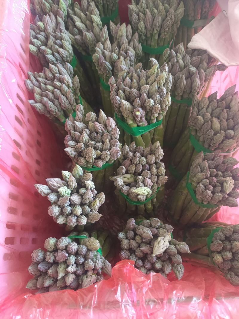 刚进入采摘期的芦笋，欢迎新老客户订货