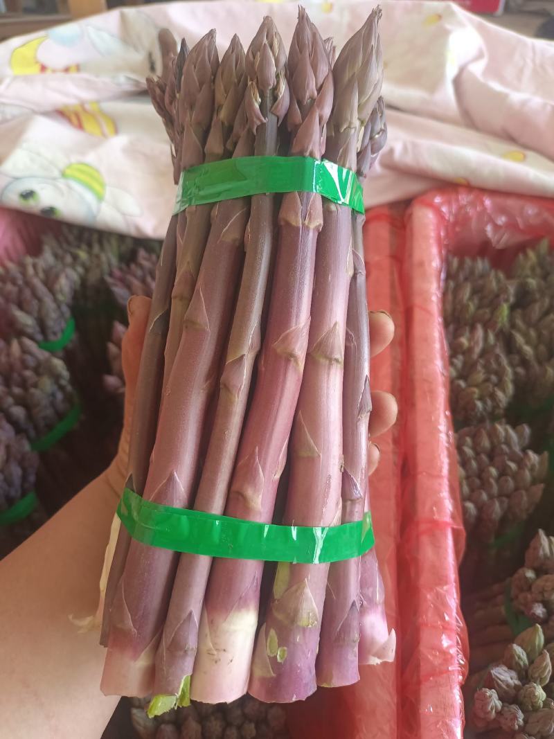 刚进入采摘期的芦笋，欢迎新老客户订货