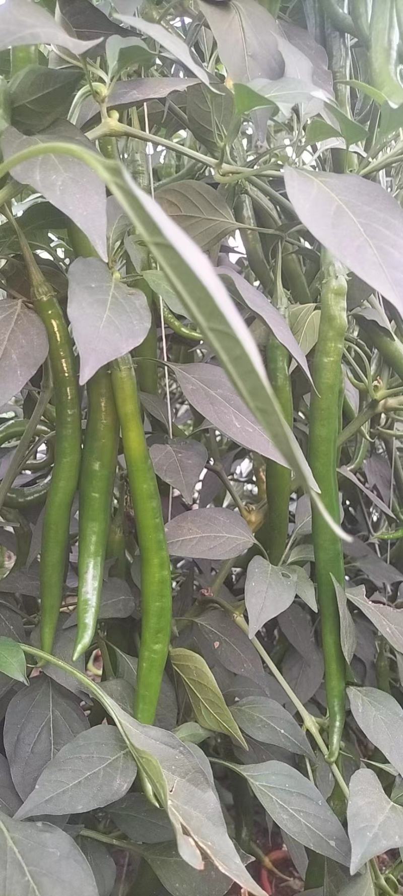 青线椒