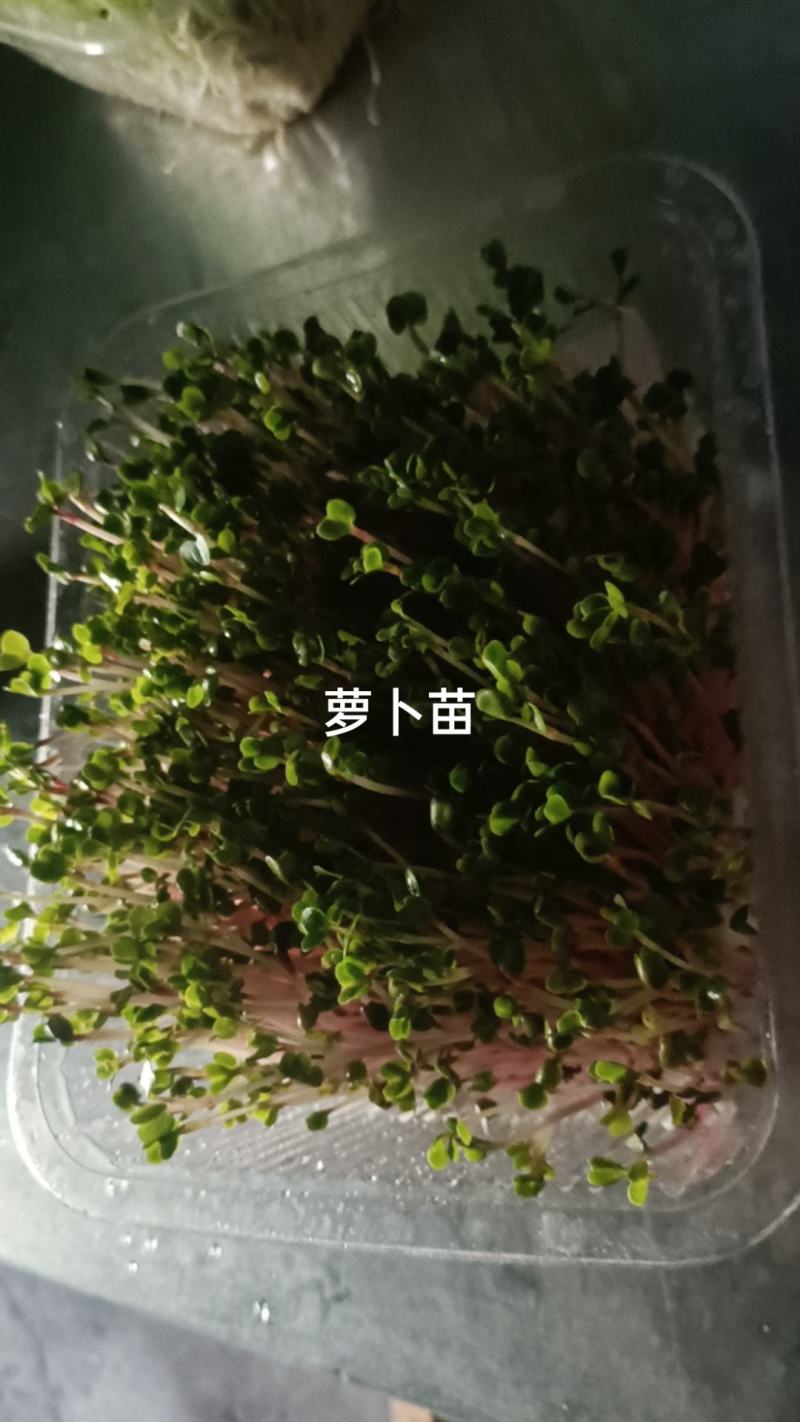 有机萝卜苗有机芽苗菜水培萝卜苗