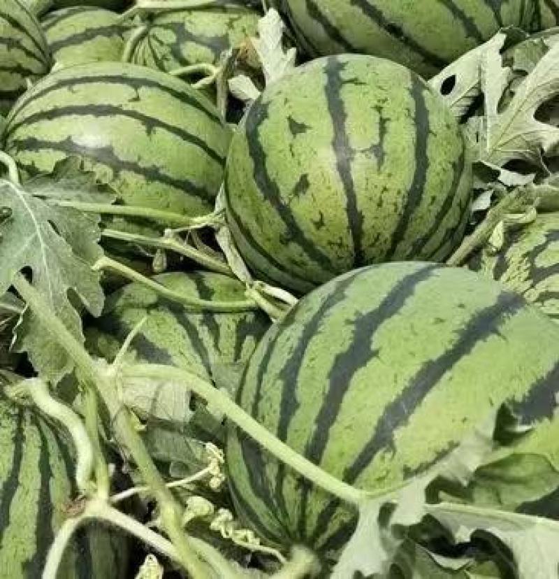 无仔西瓜基地直发价格优惠，产地直发