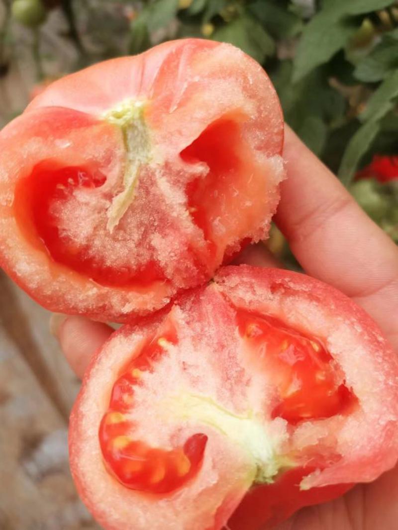 粉红西红柿【沙瓤】番茄产地发货一手货源量大从优