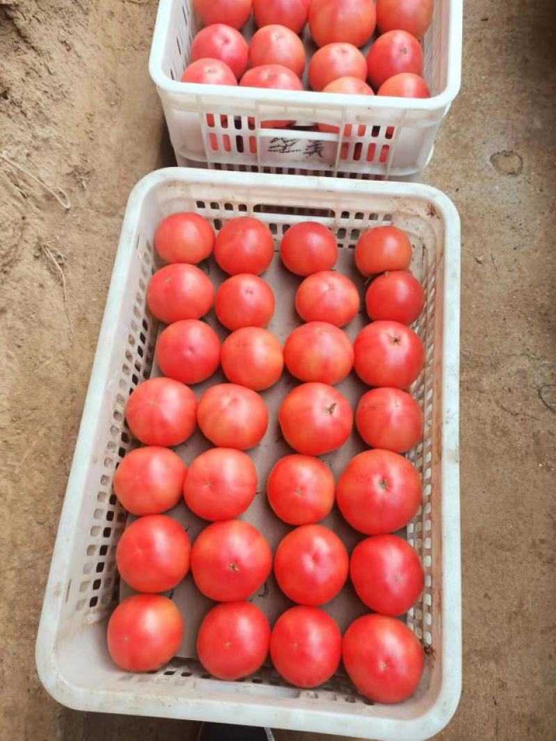 粉红西红柿【沙瓤】番茄产地发货一手货源量大从优
