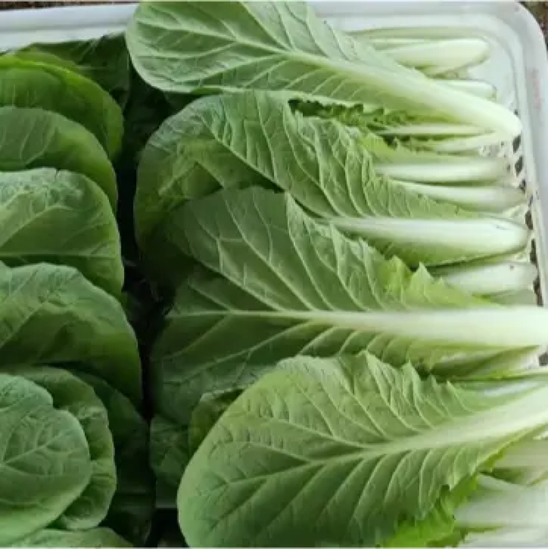 山东菏泽曹县奶白菜大量上市品质保证全年供货对接商超