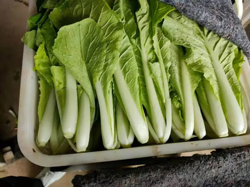山东菏泽曹县奶白菜大量上市品质保证全年供货对接商超