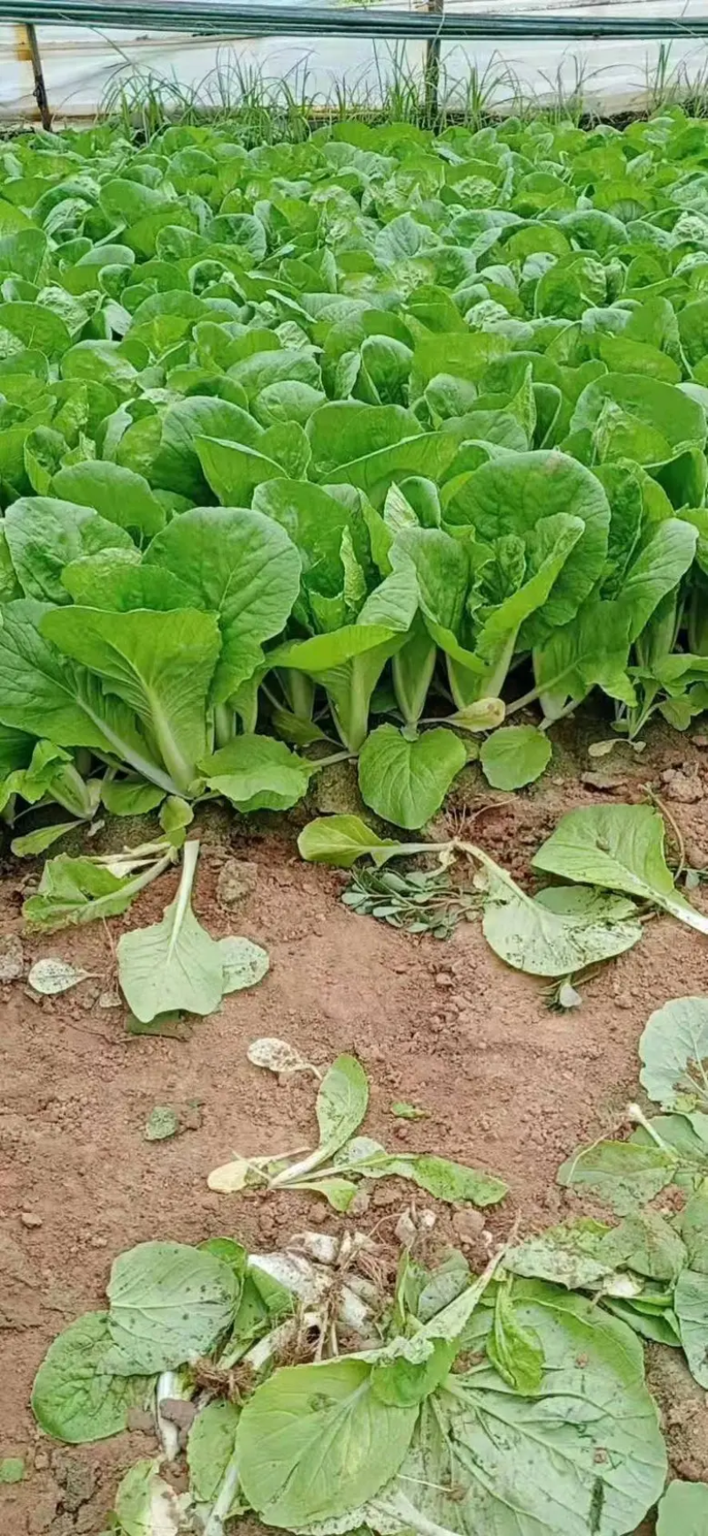 山东菏泽曹县奶白菜大量上市品质保证全年供货对接商超