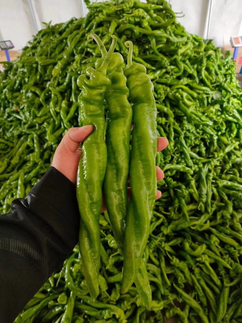 螺丝椒