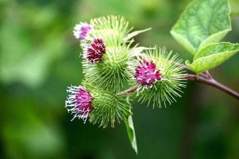 牛蒡子种子牛蒡子籽包芽率包邮纯新种子