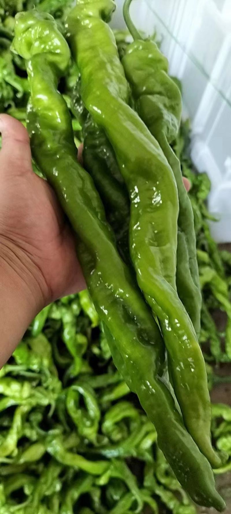 螺丝椒