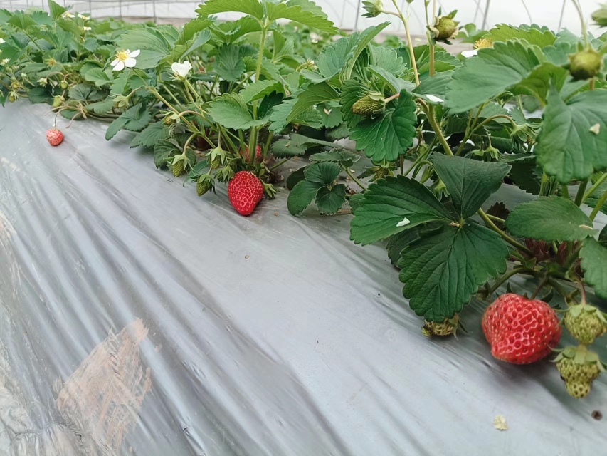 一个现代化的玻璃温室内部,排列着多行红颜草莓种植槽,采用无土栽培技术,根部由营养液供给,工人正在检查植株生长情况,顶部装有LED补光灯和环境监测传感器,整体环境整洁有序 现代化草莓温室内部场景