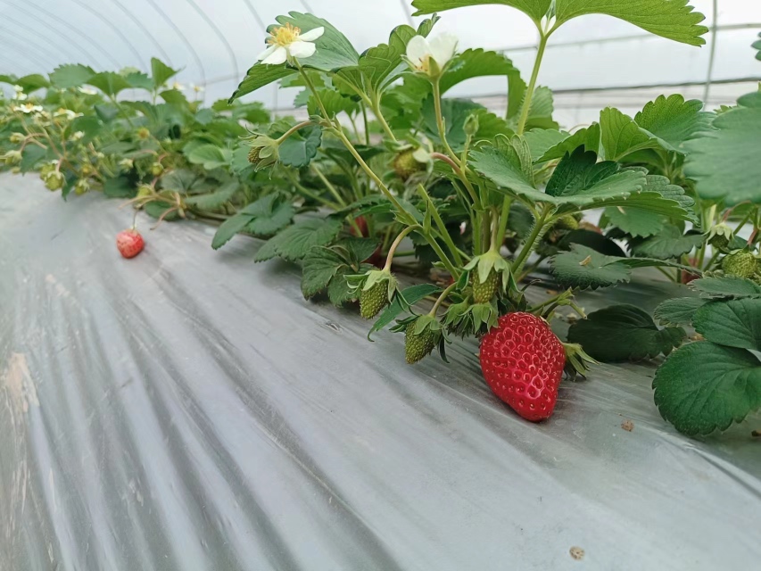红颜草莓种植园