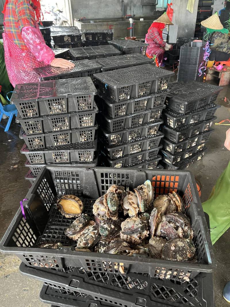 福建漳州漳浦县鲍鱼活冻鲍鱼单冻鲍鱼小鲍鱼量大价优可电话