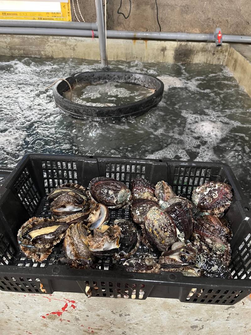 福建漳州漳浦县鲍鱼活冻鲍鱼单冻鲍鱼小鲍鱼量大价优可电话