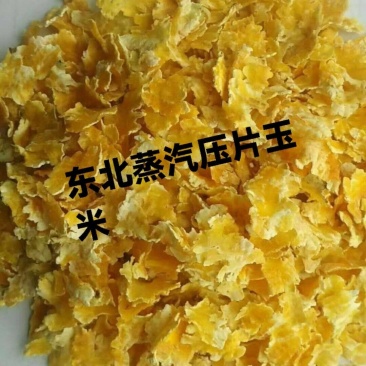 蒸汽压片玉米，采用一级精选玉米，吸收利用率高，牛场，母猪