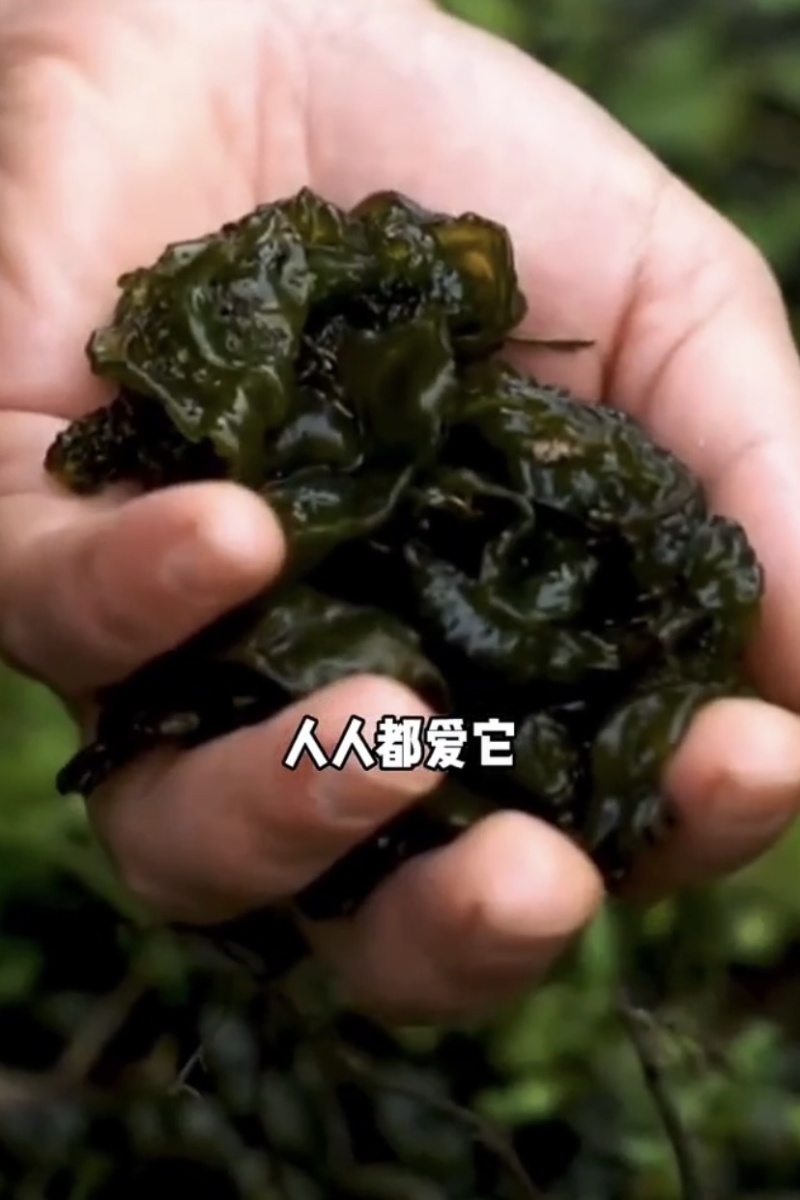 大量批发地皮菜地衣雷公菜地曲莲炒鸡蛋精品人工挑选保证大片