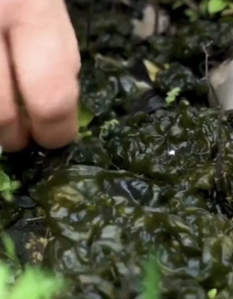 大量批发地皮菜地衣雷公菜地曲莲炒鸡蛋精品人工挑选保证大片