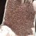 新产党参种子党参籽多年生散装干净可在线交易